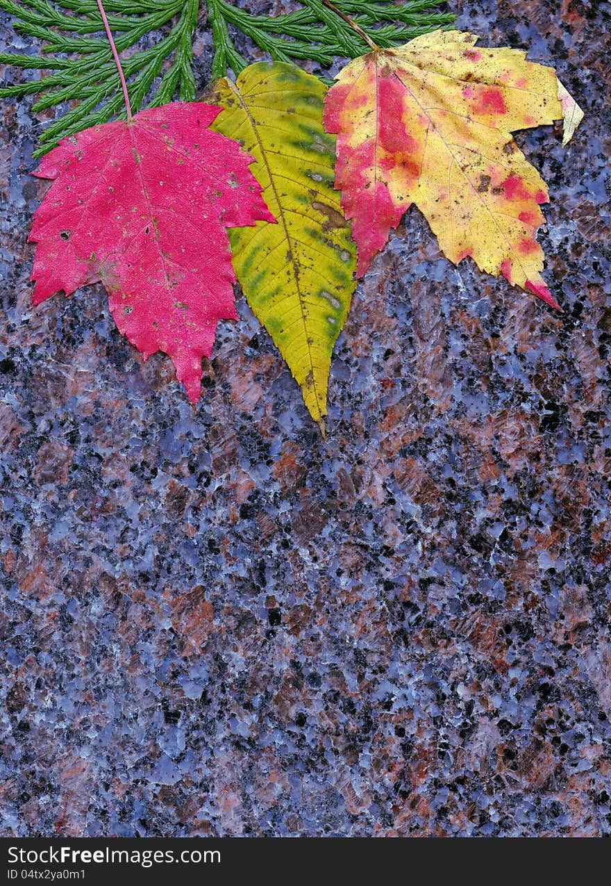 Red and yellow maple leaves on granite. Red and yellow maple leaves on granite