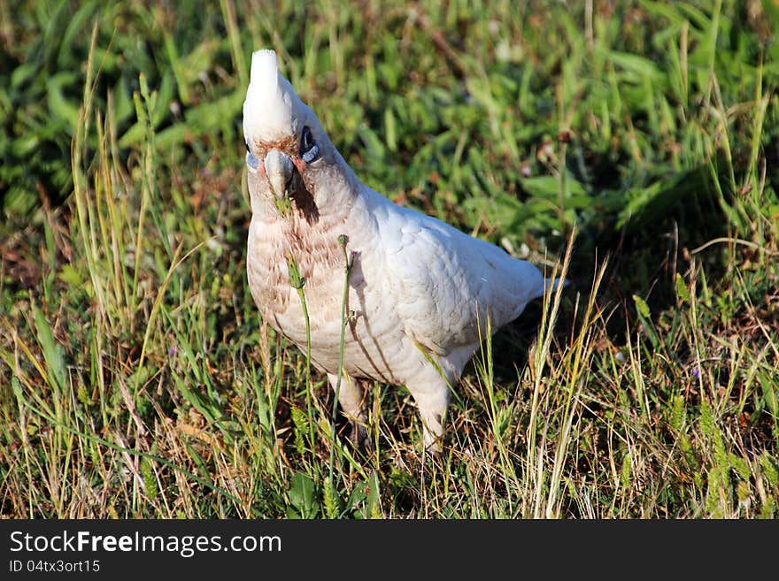 The blue eyed cheeky white Australian corella has been scavenging in muddy fields for seeds and juicy leaf tips as evidenced by its somewhat soiled  breast plumage. The blue eyed cheeky white Australian corella has been scavenging in muddy fields for seeds and juicy leaf tips as evidenced by its somewhat soiled  breast plumage.