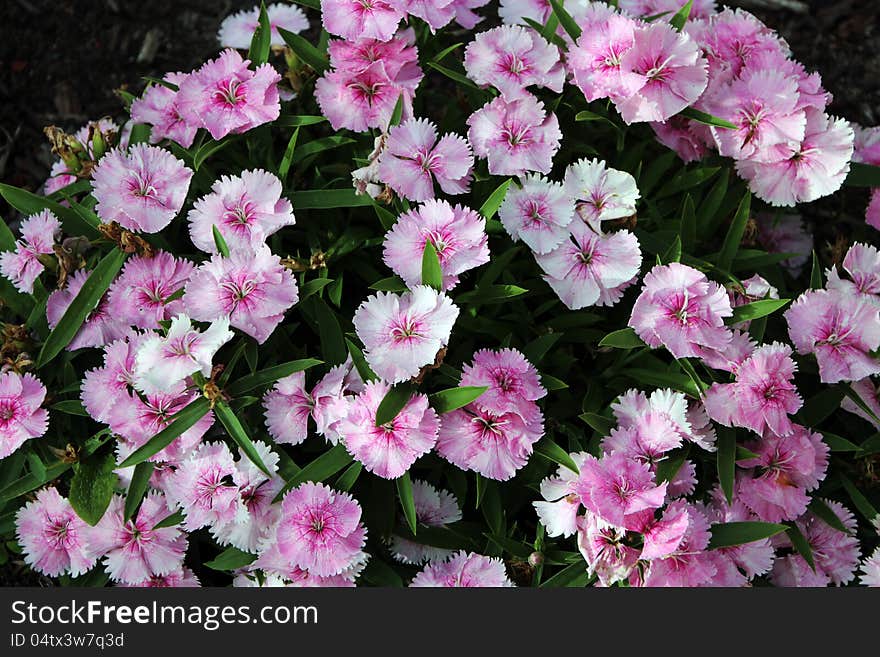 The dainty pink dianthus plant with its finely crenulated petals is in full flower with its sweetly scented perfume filling the air . The dainty pink dianthus plant with its finely crenulated petals is in full flower with its sweetly scented perfume filling the air .