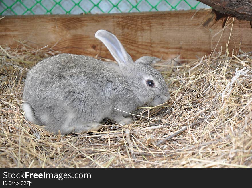 Rabbit Rabbit in the Zoo. The City Of Orenburg, Southern Ural, Russia.