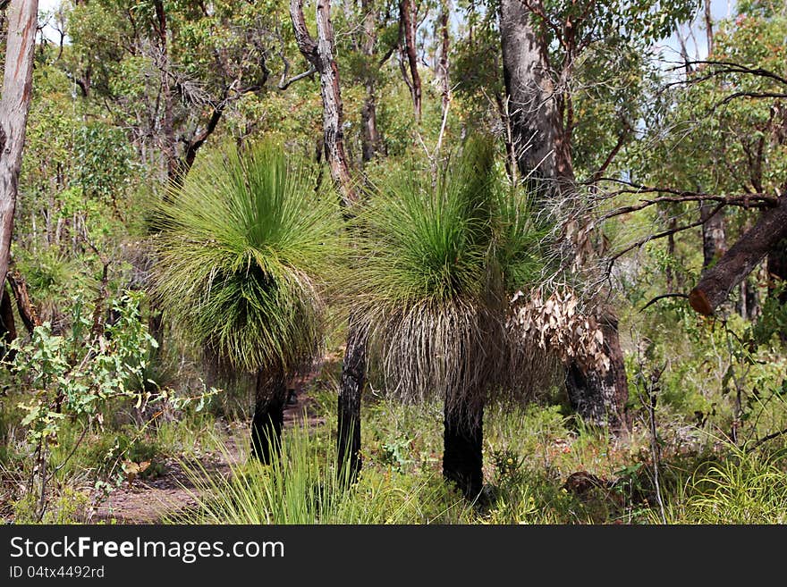 Australian Grass Trees in Forest