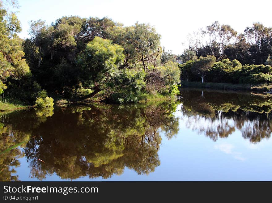 The  Australian wattles  melaleucas and eucalypt trees are reflected like a mirror in the calm tranquility of the blue waters of the lake under a pale blue spring sky. The  Australian wattles  melaleucas and eucalypt trees are reflected like a mirror in the calm tranquility of the blue waters of the lake under a pale blue spring sky.