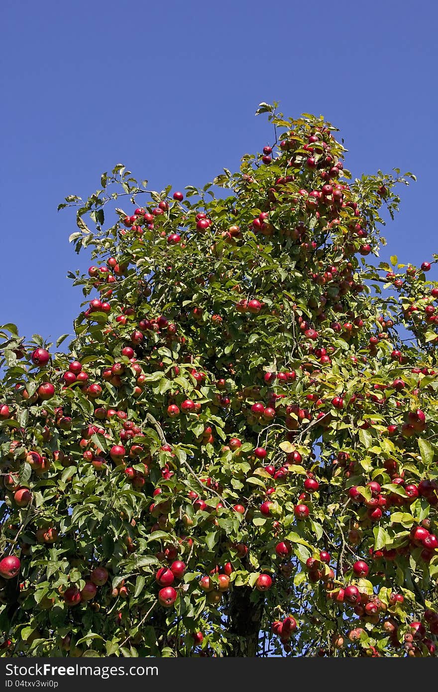 Apple tree full of mellow red apples in the late summer in front of a blue sky