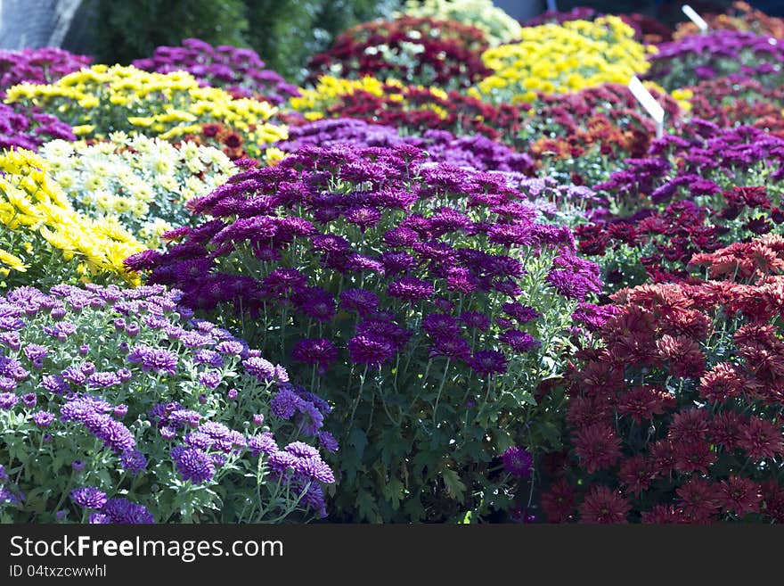 Colorful flowers