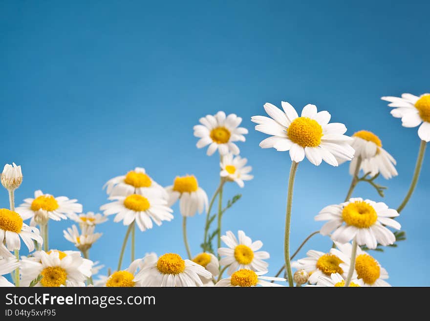 Wild camomiles on a blue sky.