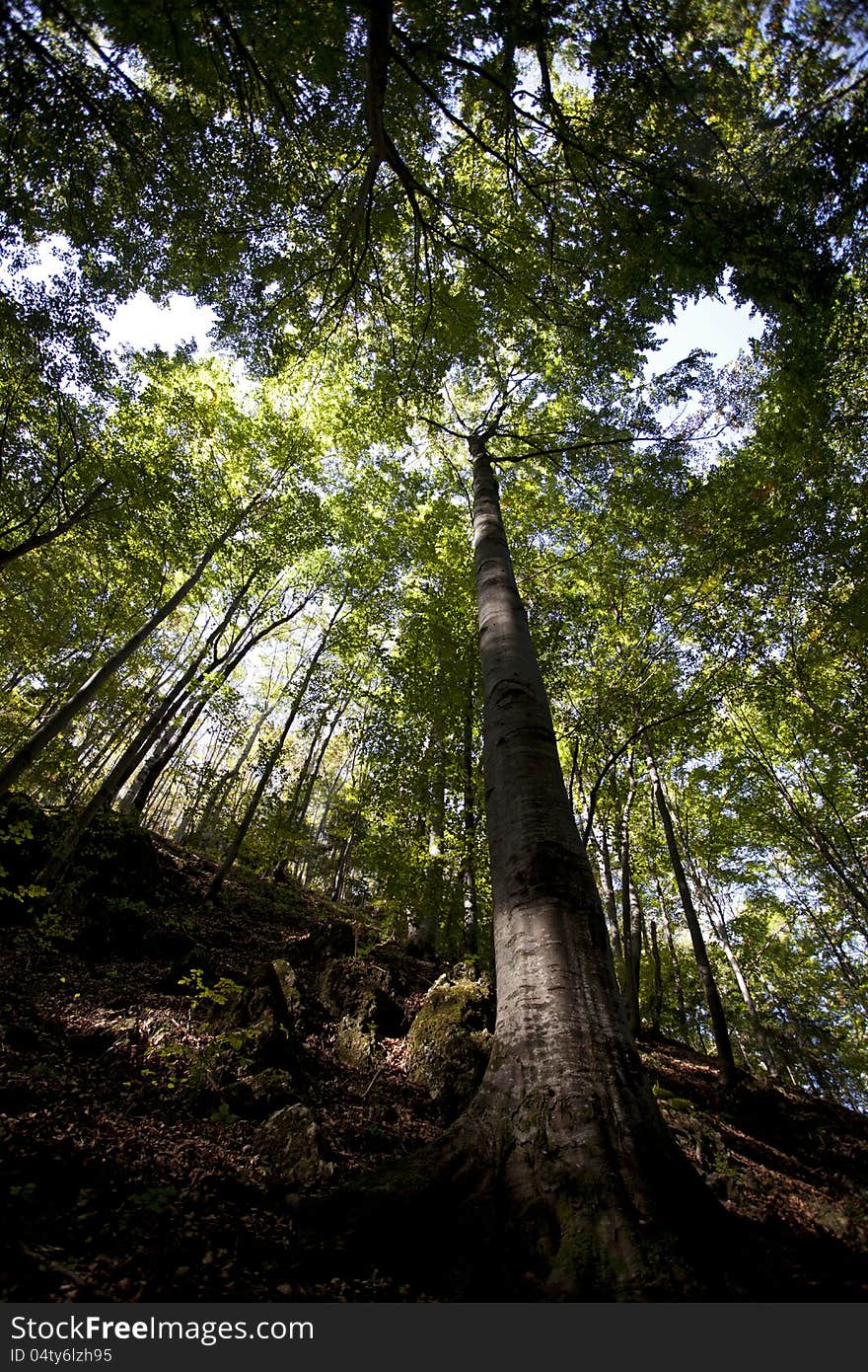 Tree In Forest