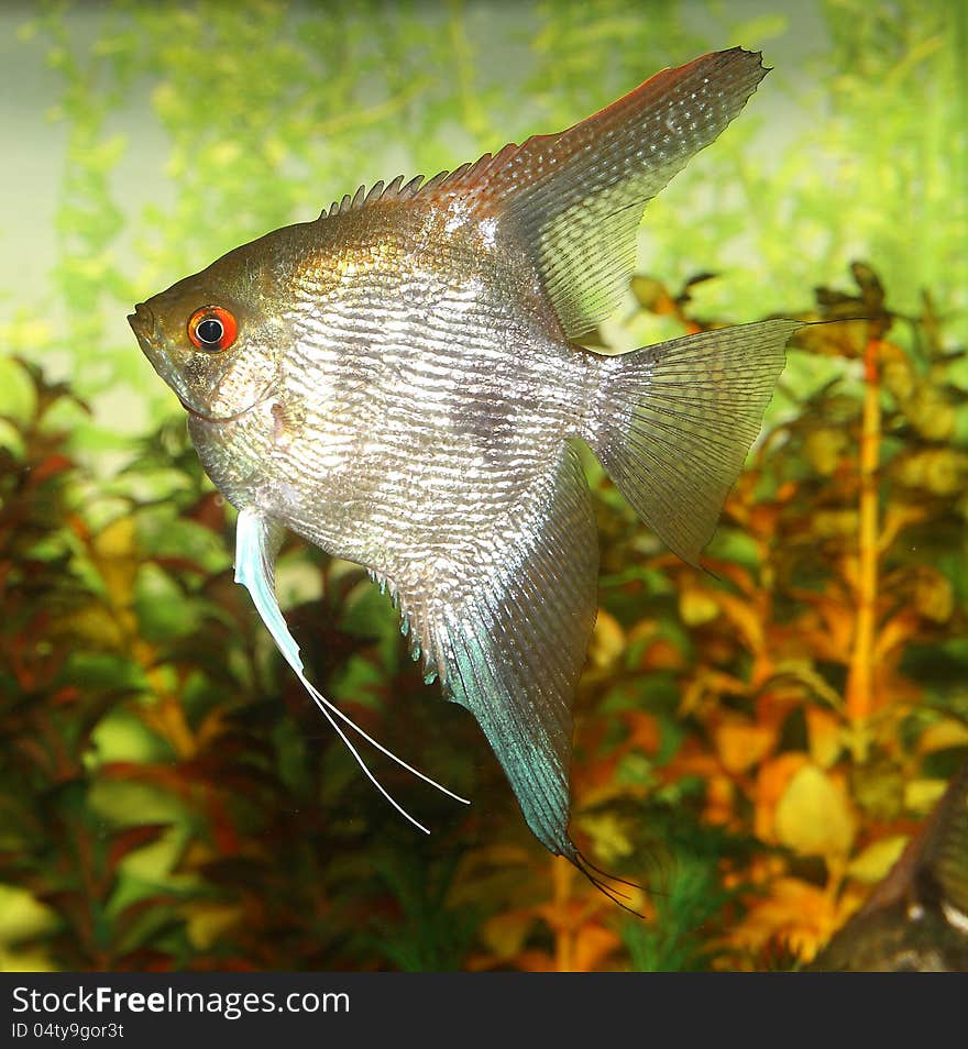 Angelfish