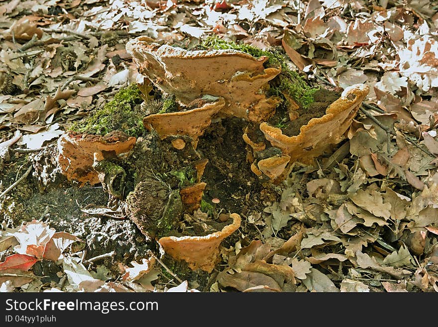 Mushroom wood