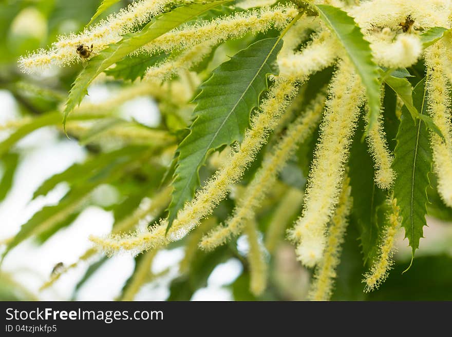 Flowering chestnut is a beautiful flower