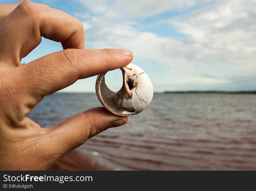 Fingers holding a shell with the ocean in the background. Fingers holding a shell with the ocean in the background