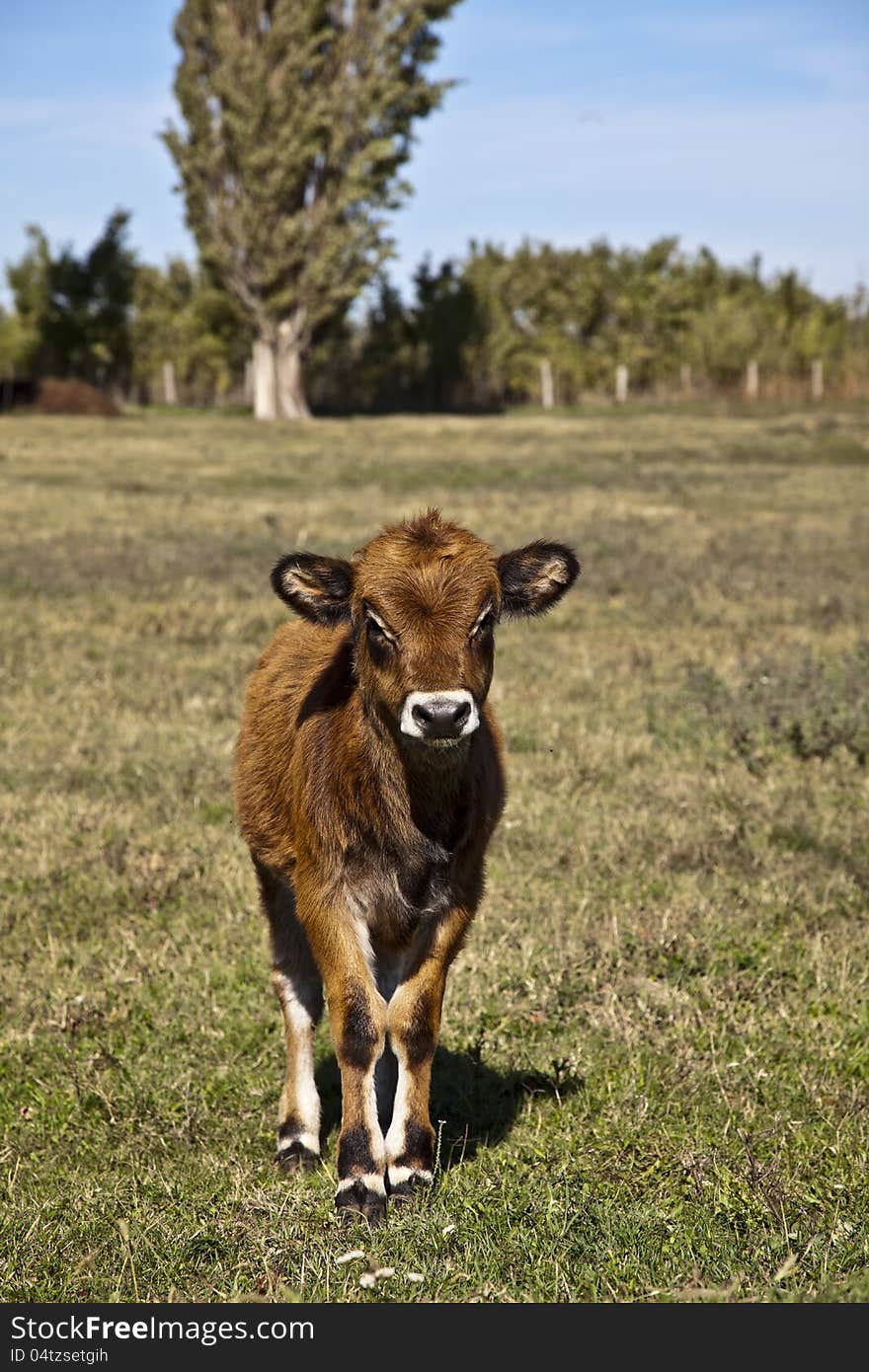 Calf loocking in the camera