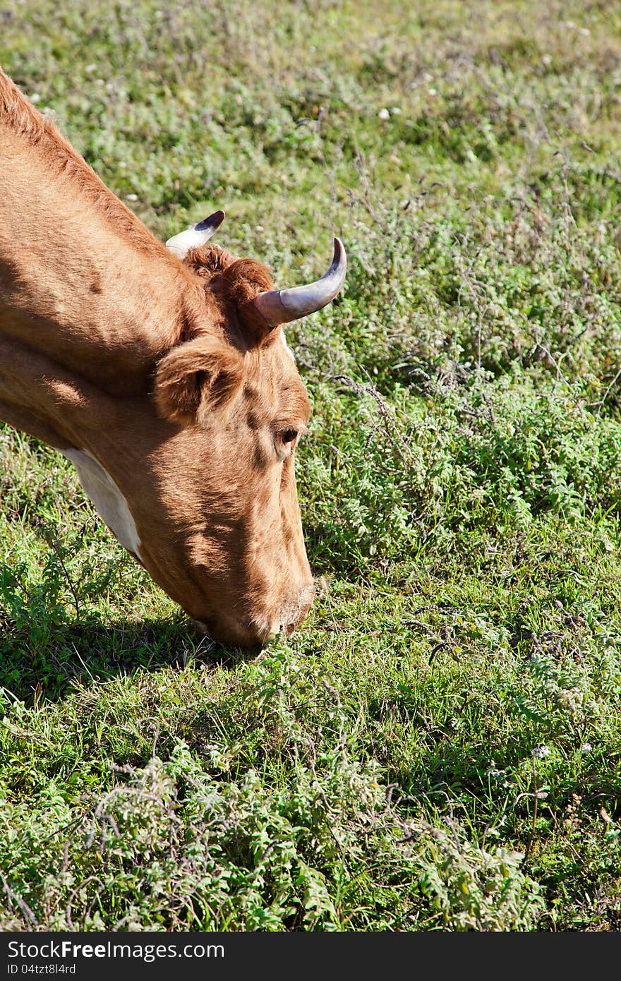 Grazing cow in a field