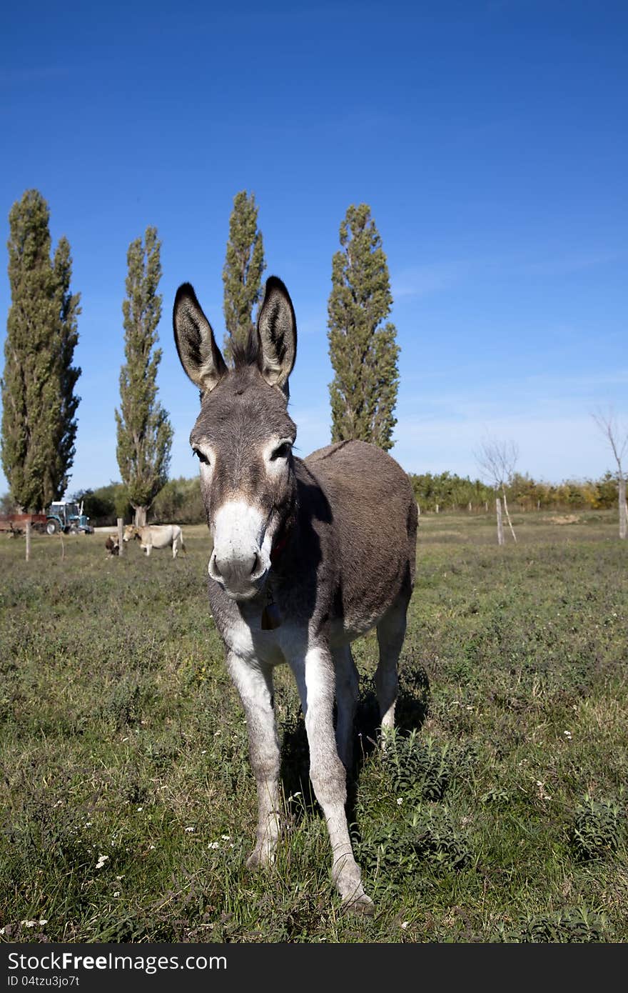 Donkey looking in the camera on the field