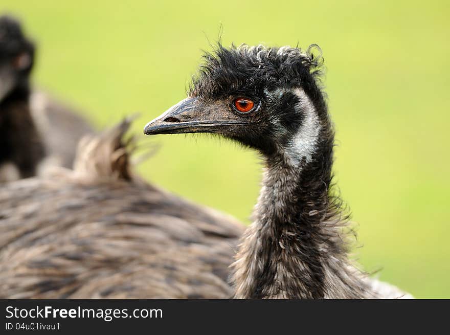 An emu staring