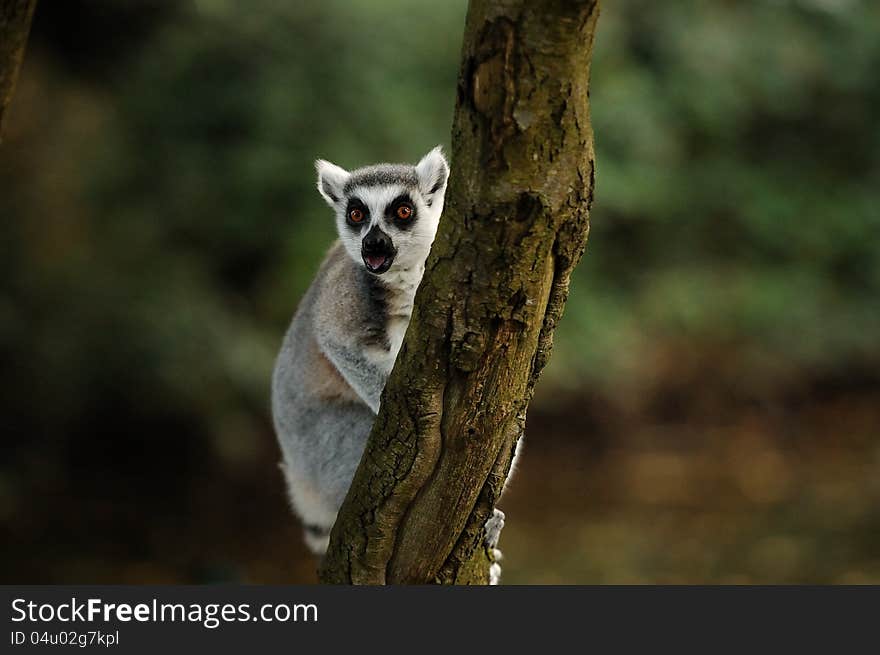 A lemur in a tree