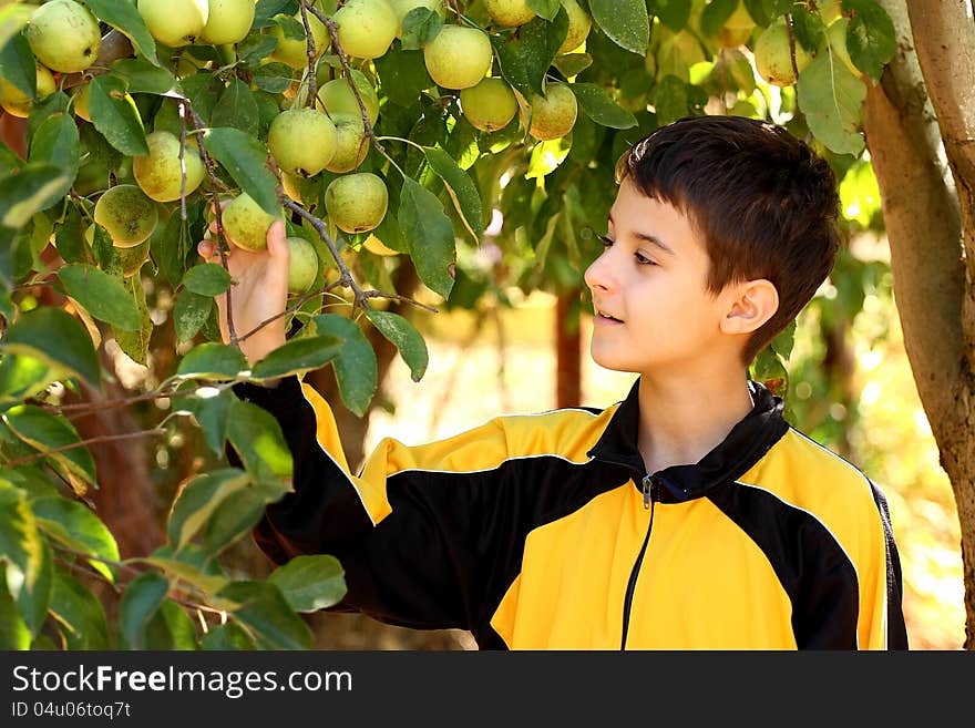 Boy in apple garden