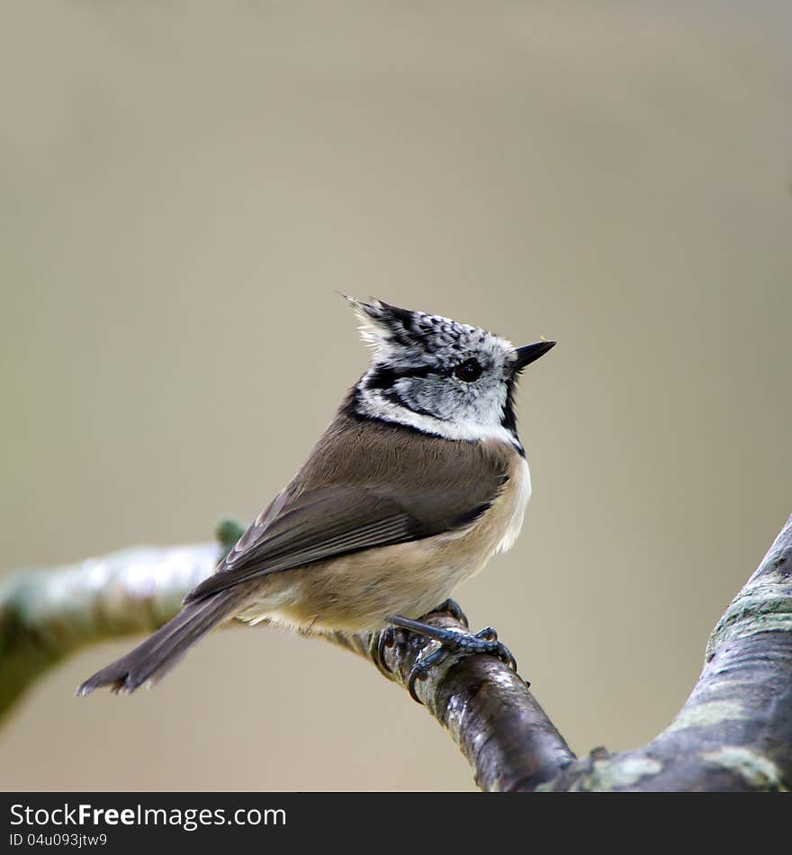 Bird Crested Tit &x28;Parus Cristatus&x29