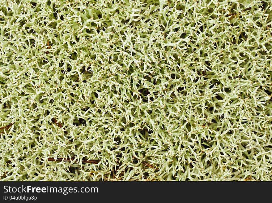 Carpet of moss