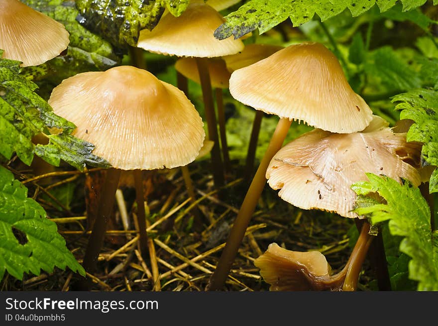 Mushroom Under Leaves