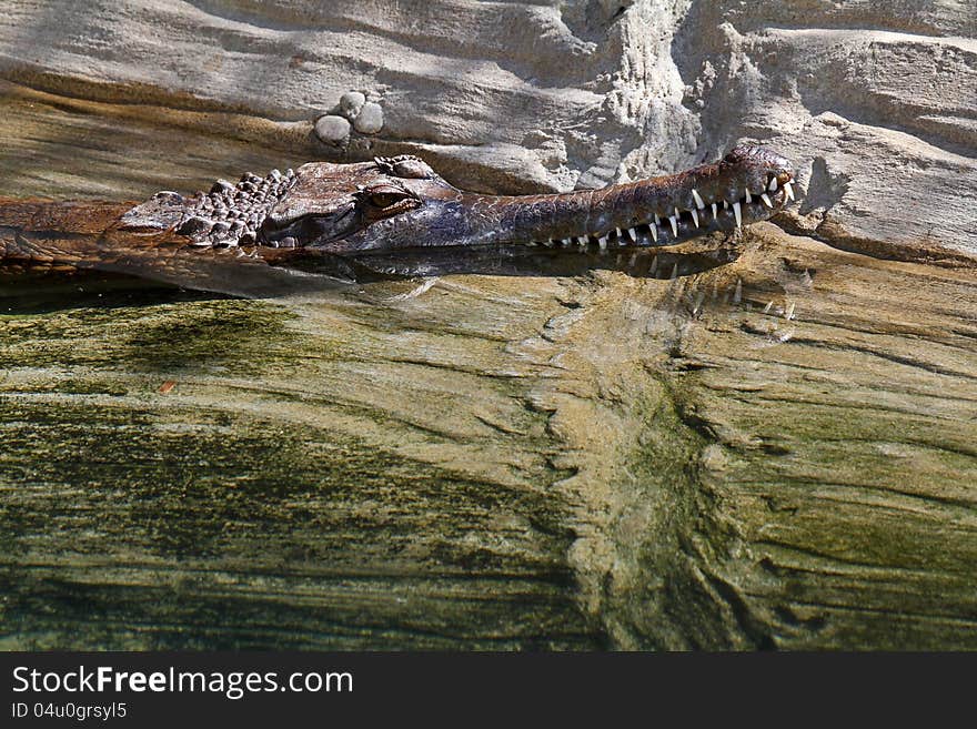 Close Up Head Of Tropical Beast Reflected In Shallow Water. Close Up Head Of Tropical Beast Reflected In Shallow Water