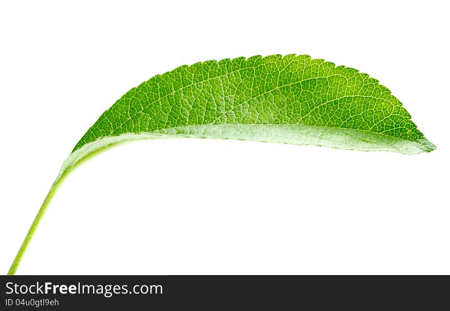 Bright green leaf isolated on white background