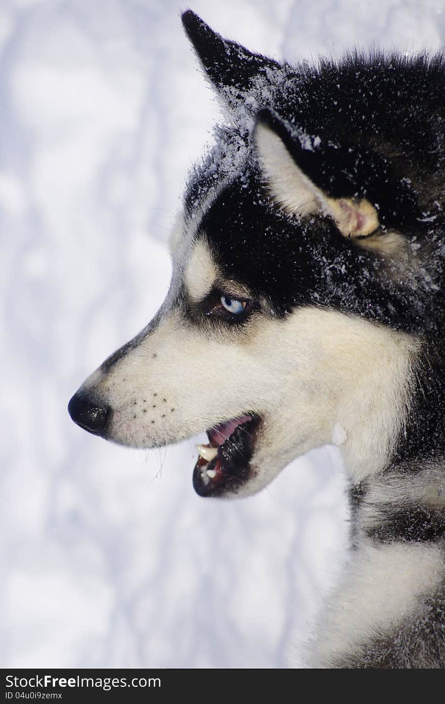 dog of breed Siberian Huskies. dog of breed Siberian Huskies