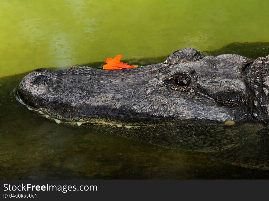 Close Up Gator Head In Green Water With Orange Flower. Close Up Gator Head In Green Water With Orange Flower