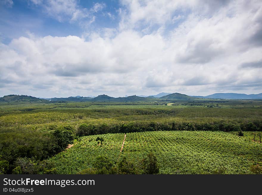 Reforestation areas. Phang Nga Forest in thailand. Reforestation areas. Phang Nga Forest in thailand