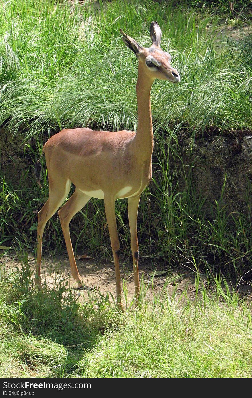 Female Gerenuk Antelope Standing In Green Grass