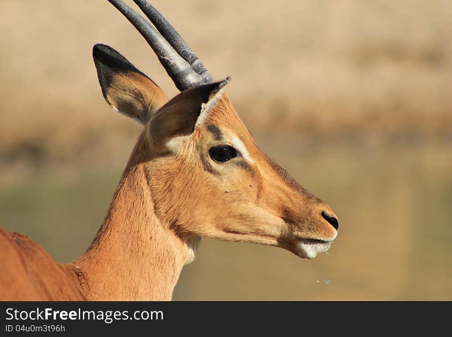 An Impala family drinking at a watering hole.  Photo taken in Namibia, Africa. An Impala family drinking at a watering hole.  Photo taken in Namibia, Africa.