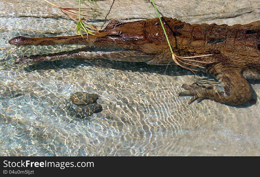 Exotic Long Snout Crocodile In Clear Shallow Water. Exotic Long Snout Crocodile In Clear Shallow Water