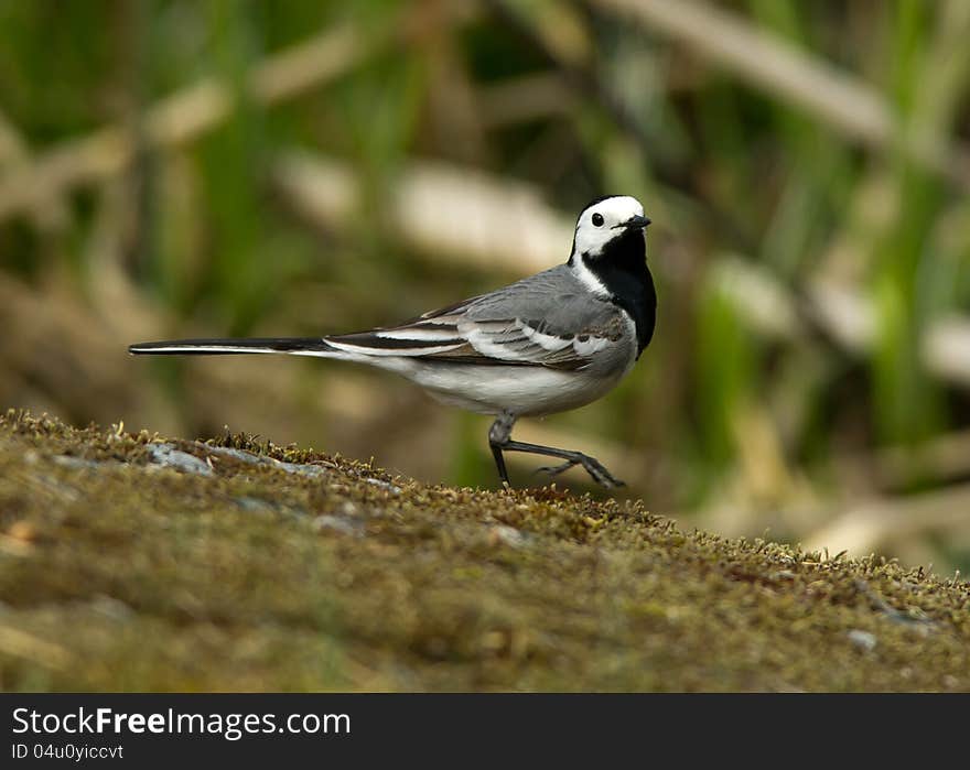 WagtailÂ´s Step &x28;Motacilla Alba Alba&x29;