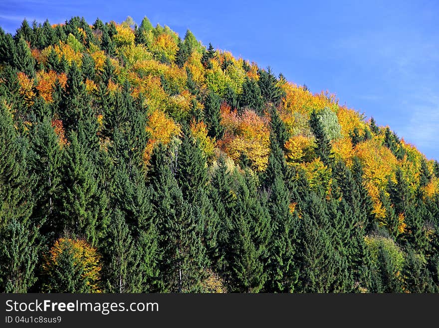 Autumn forest