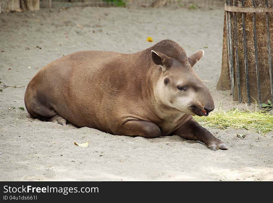 Tapir in  Zoo, Animal in Zoo, This is the largest land mammal in central and south america and is a herbivore. These animals are in danger of extinction because of humans