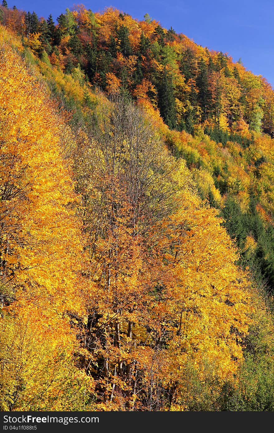 Autumn forest in Lubochna valley (region Liptov, Slovakia)