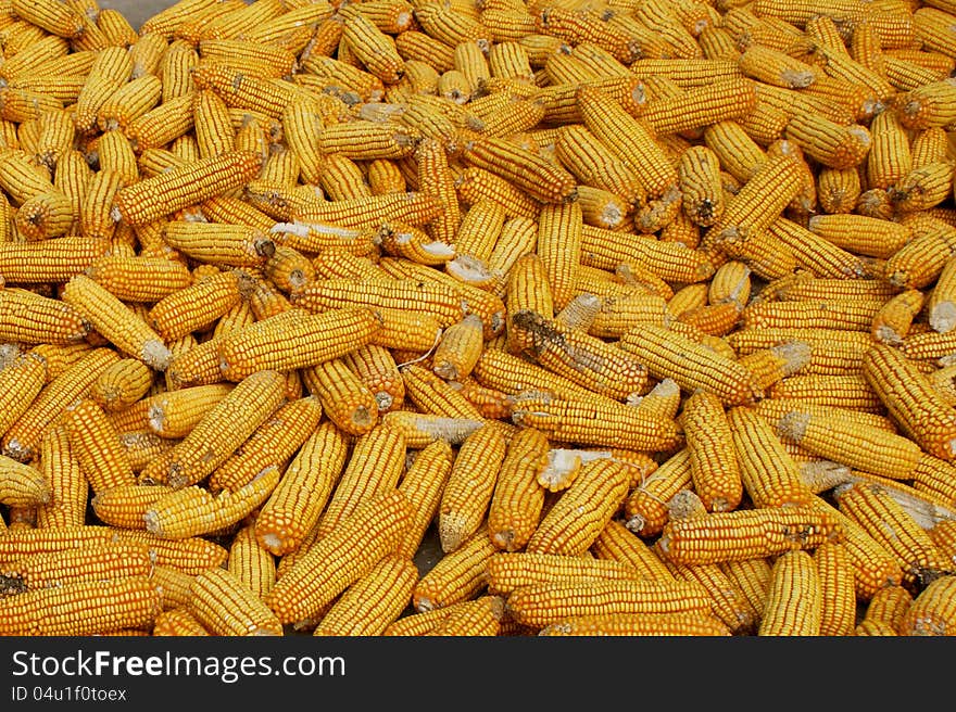 Corn