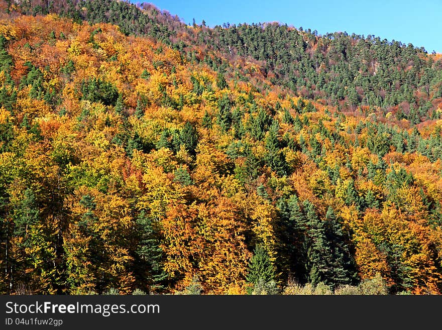 Autumn forest in Lubochna valley (region Liptov, Slovakia)