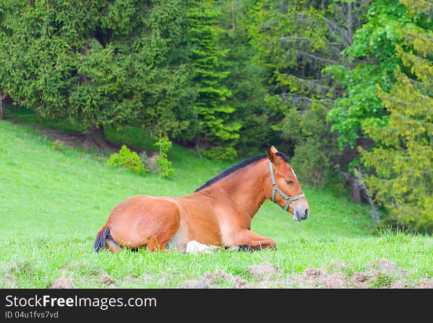 Portrait of horse on pasture