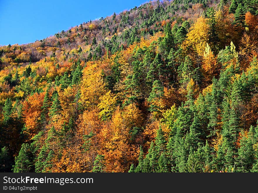 Autumn forest in Lubochna valley (region Liptov, Slovakia)