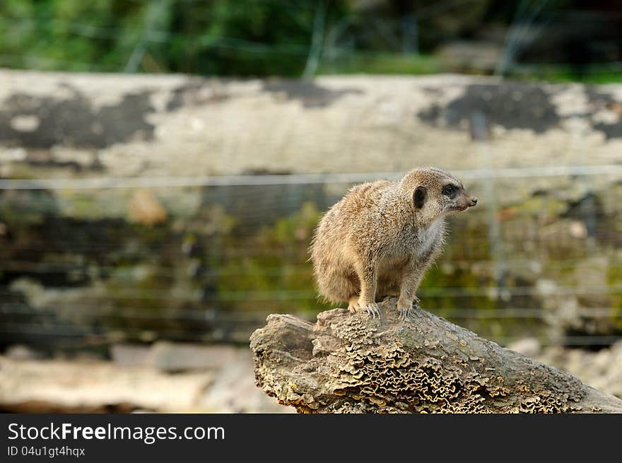 A meerkat sitting on a log, staring.