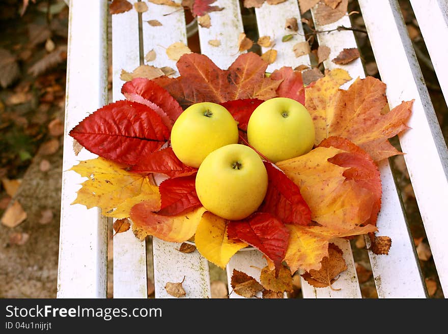 Ripe, Green Apples In The Garden, Autumn Time