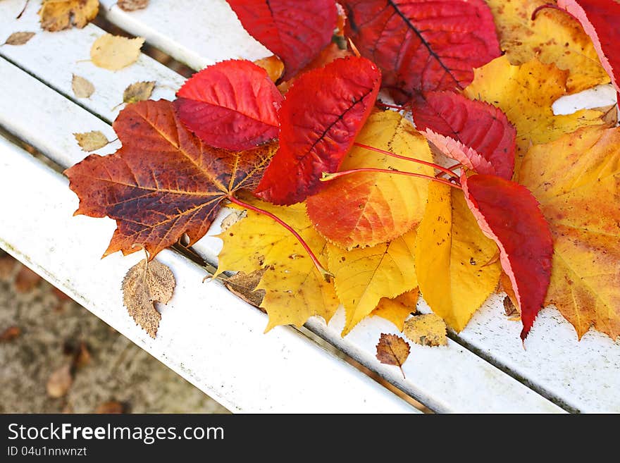 Beautiful, bright autumnal leaves on white bench in the garden