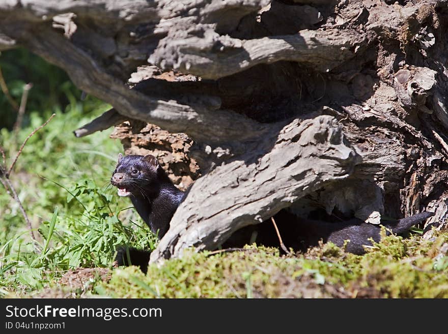 American Mink behind log