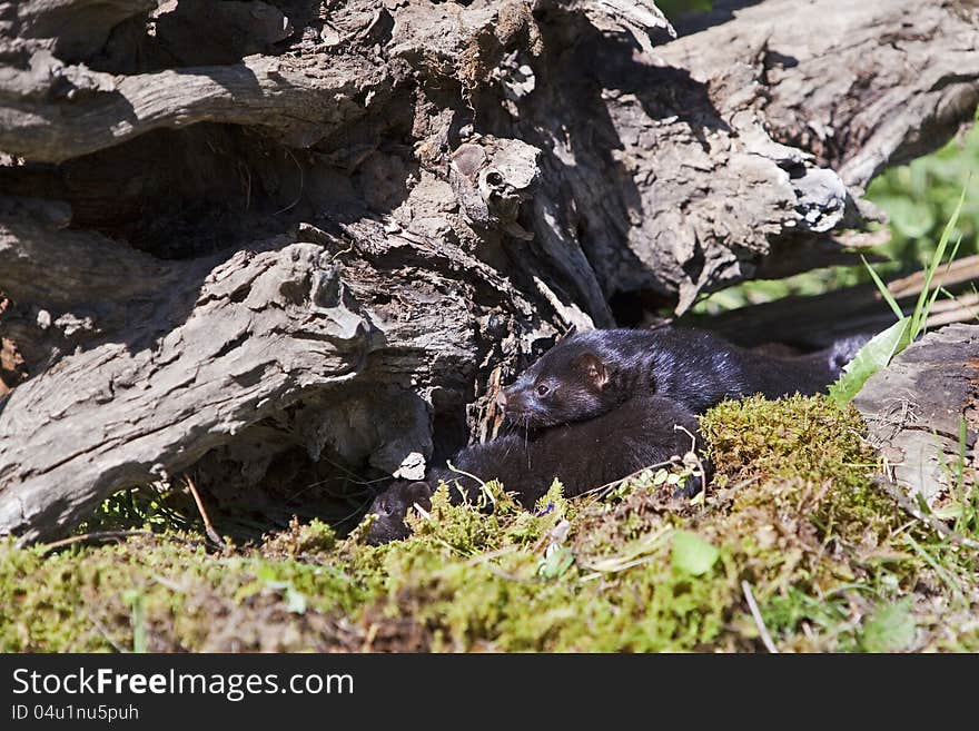 American Mink with infant