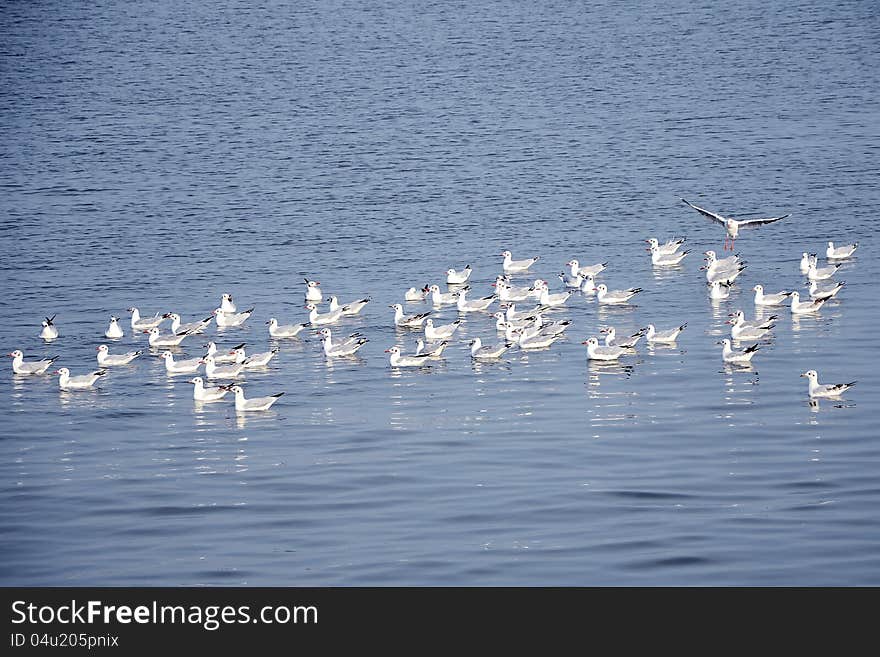 Flock of Seagulls.