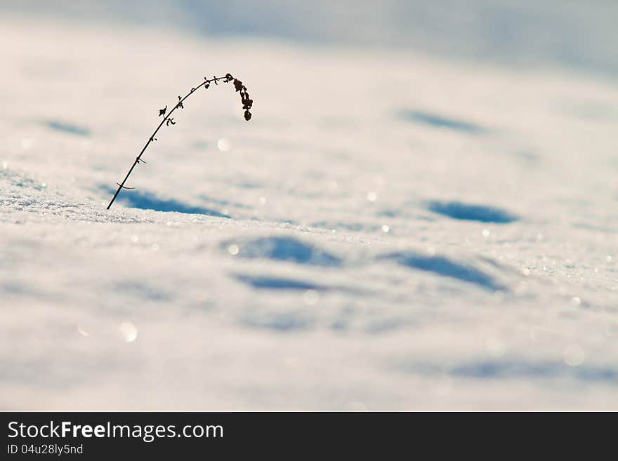 Winter tracks in snow and lonely grass