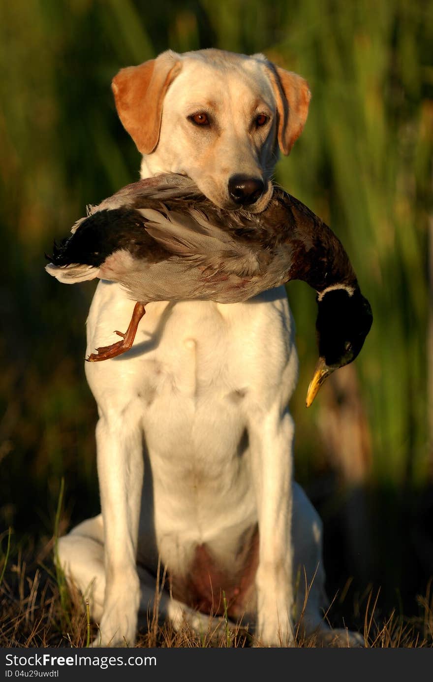 Hunting Yellow Labrador