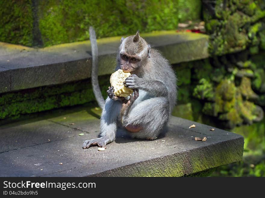 Monkey eating fruit in ubud forest, Bali