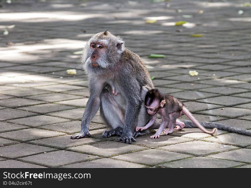 Monkey with a baby at sacred monkey forest, Ubud, Bali, Indonesia