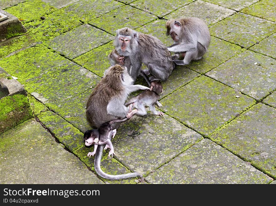 Monkey family at sacred monkey forest Ubud Bali Indonesia